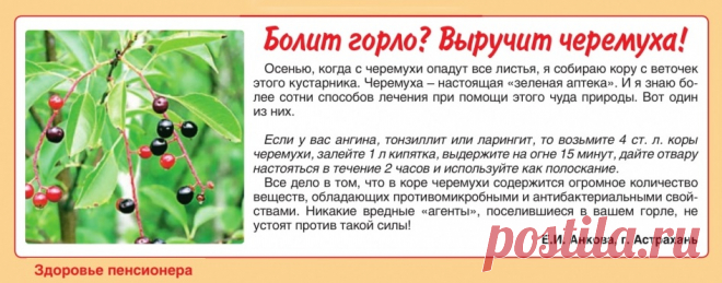Болит горло? Выручит черемуха!