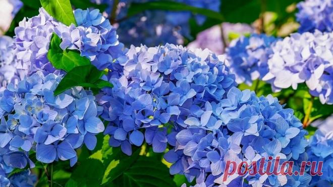 Гортензия: посадка и уход в открытом грунте, виды, размножение Морозостойкие виды и сорта гортензий. Правила посадки и ухода. Вместе с агрономами Алексеем Володихиным и Светланой Михайловой расскажем, как вырастить гортензии в средней полосе, на Урале и в Сибири.