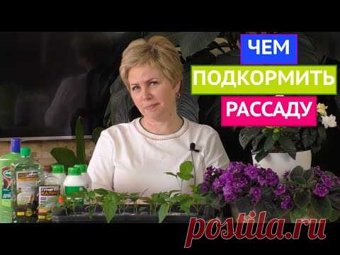 НУЖНО ЛИ КОРМИТЬ РАССАДУ? ОСНОВНЫЕ ПРАВИЛА ПОДКОРМКИ!