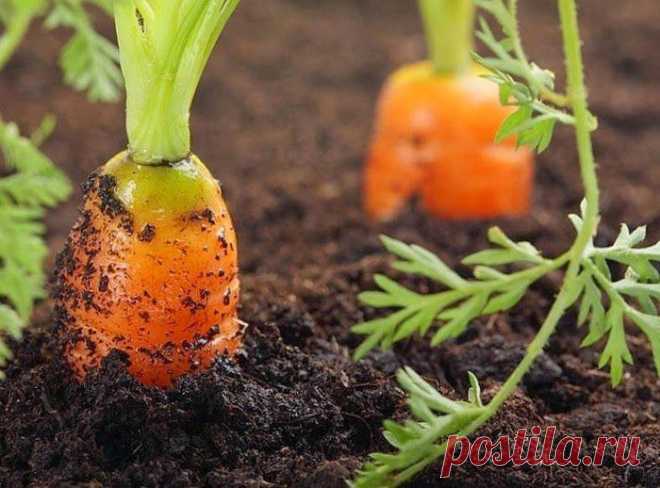 Интересные самоделки: Эффективный способ посева моркови