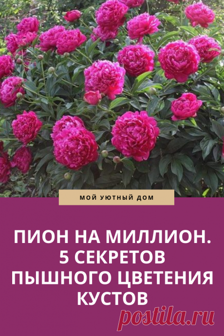 Советы как вырастить красивые пионы