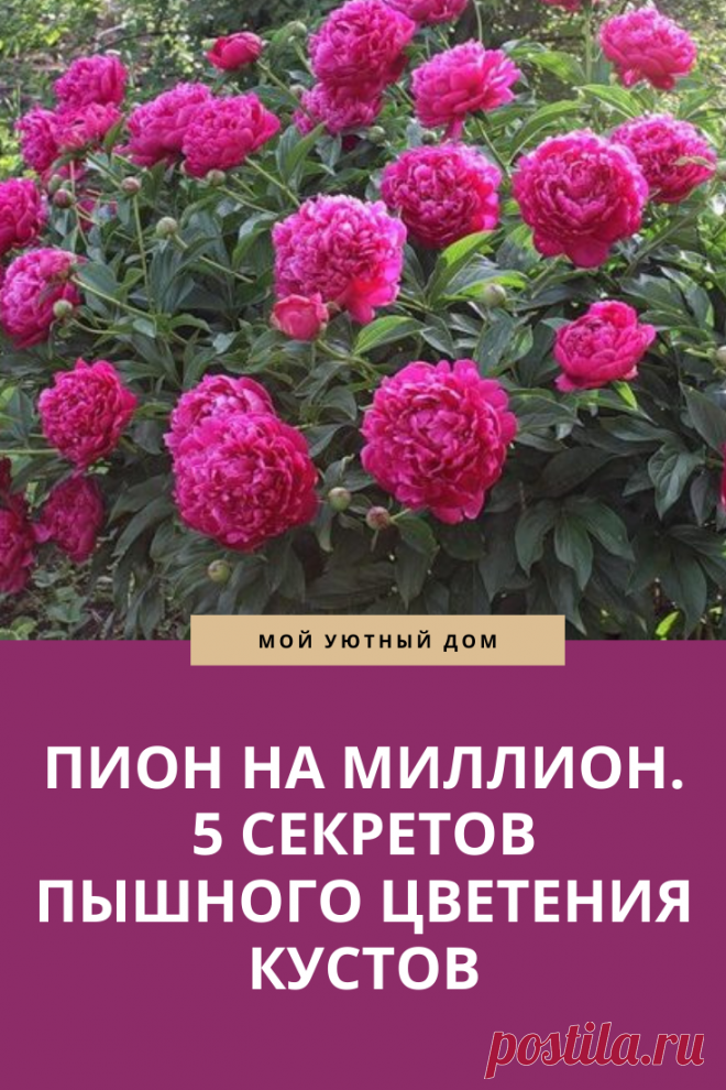 Советы как вырастить красивые пионы