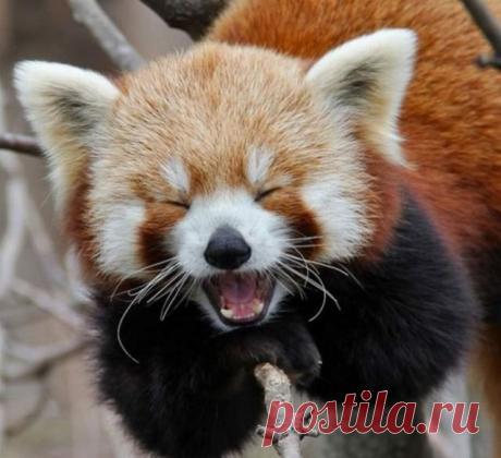 третий раз пытаюсь рассказать
очень  смешной анекдот.и нееее мооогууу
ха-ха ха