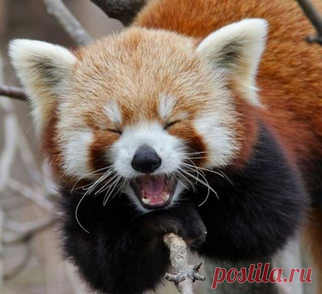 третий раз пытаюсь рассказать
очень  смешной анекдот.и нееее мооогууу
ха-ха ха