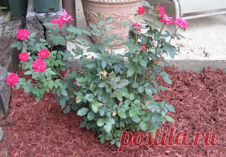 цветы на даче | Записи в рубрике цветы на даче | Дневник копилочка Еленаславы