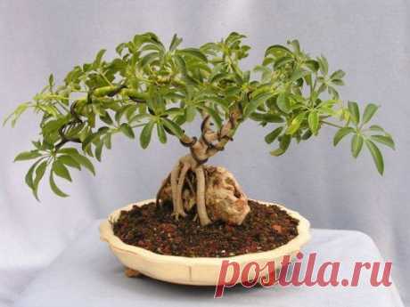 dwarf schefflera  |  Pinterest • Всемирный каталог идей
