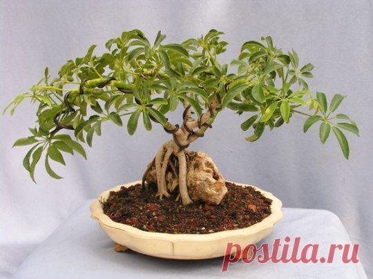 dwarf schefflera  |  Pinterest • Всемирный каталог идей