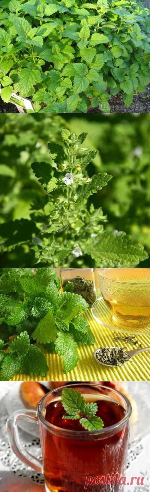 Мелисса – растение богов