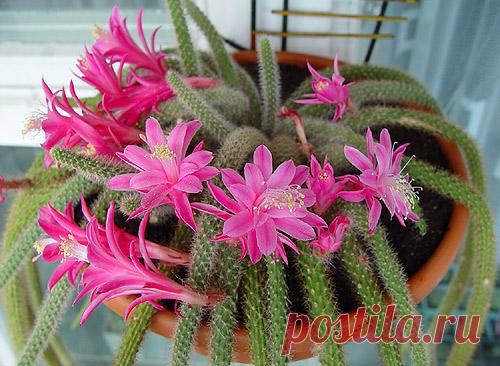 Какие они разные эти кактусы &#8212; Чудеса