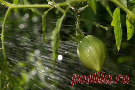 Основные ошибки при выращивании томатов. Советы по уходу. Фото — Ботаничка.ru