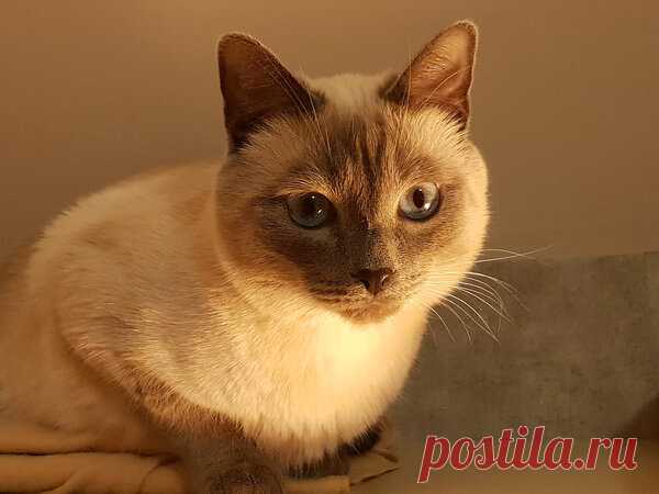 Коты - 