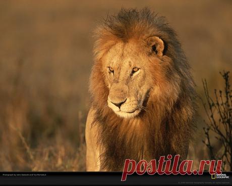 Небольшая подборка больших кошек от National Geographic