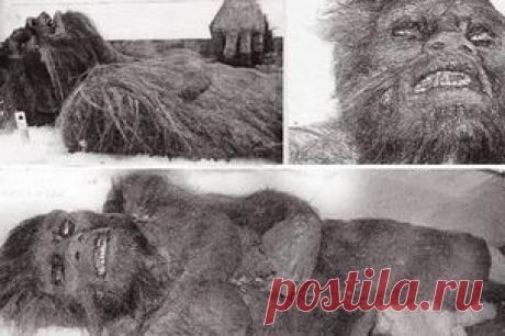 В США нашли тело снежного человека