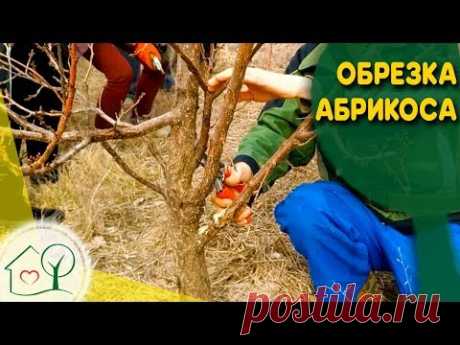 Обрезка абрикоса - исправляющая обрезка и советы по обрезке абрикоса