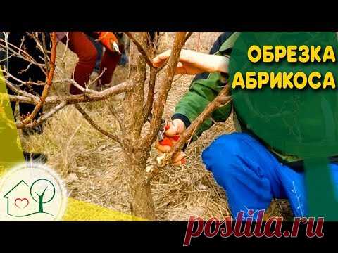 Обрезка абрикоса - исправляющая обрезка и советы по обрезке абрикоса