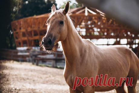Самые дорогие породы лошадей в мире: кто они?