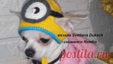 ШАПКА для СОБАКИ Миньон КРЮЧКОМ Knitted cap for the dog Minion