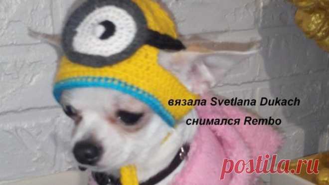 ШАПКА для СОБАКИ Миньон КРЮЧКОМ Knitted cap for the dog Minion