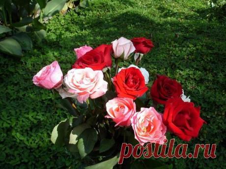 Супер средство для защиты роз!