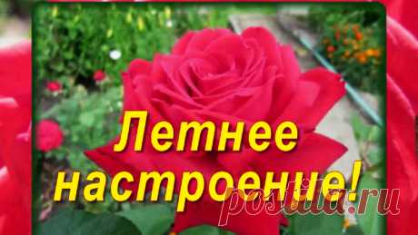 Лето! Цветы! Музыкальное летнее поздравление. Цветы нам нам дарят настроение и пробуждают вдохновение! Они творение красоты! Как хорошо дарить цветы и красивые пожелания!