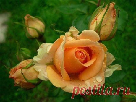 цитата русалла : Размножение розы черенками (06:10 16-05-2014) [4651240/324688850] - scorpion-smor@mail.ru - Почта Mail.Ru