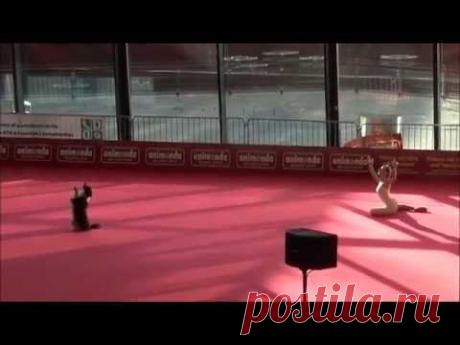 Пёсик великолепен!