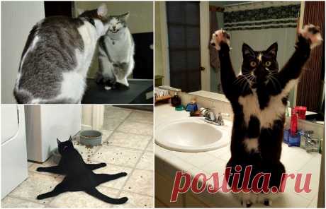 Хохмы с Сети. Животинки Была тут давно история про кошачью память, напишу из своего.

У двоюродного кот. Особой приязни ко мне и другим малознакомым гостям не испытывал, гладить не давался, вкусняшку из рук не брал. Живём по…