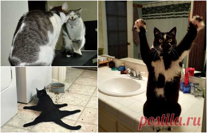 Хохмы с Сети. Животинки Была тут давно история про кошачью память, напишу из своего.

У двоюродного кот. Особой приязни ко мне и другим малознакомым гостям не испытывал, гладить не давался, вкусняшку из рук не брал. Живём по…