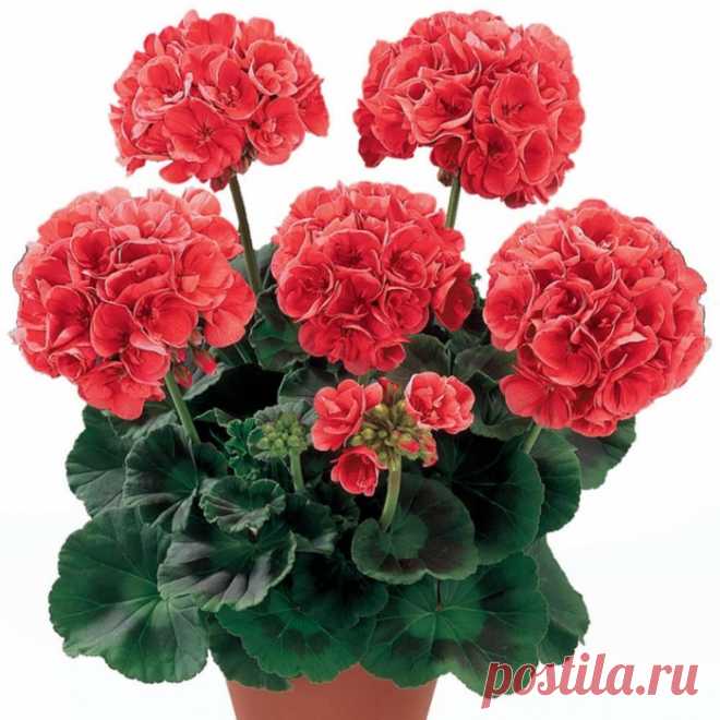 Уход за геранью — 6 соток