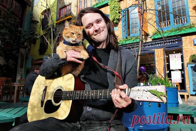 Бездомный кот круто изменил жизнь уличного музыканта и наркомана | О кошках и не только | Яндекс Дзен
