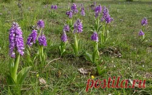 Кисель против гастрита | Друг пенсионера
Несколько лет назад я совер­шенно неожиданно заболел острым гастритом и так же неожиданно от него вылечился. Я в то время работал на строительстве дороги, подолгу отсутствовал дома, жил в вагончике, как и все, кто строил дорогу.