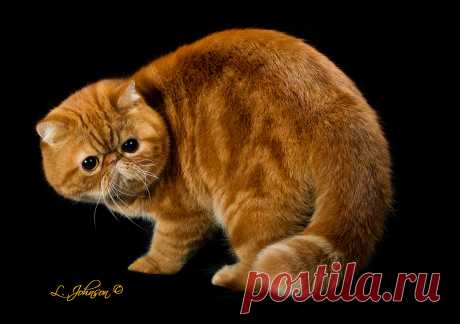 cfa cats - Поиск в Google