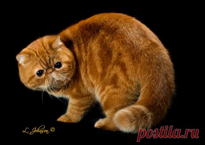 cfa cats - Поиск в Google