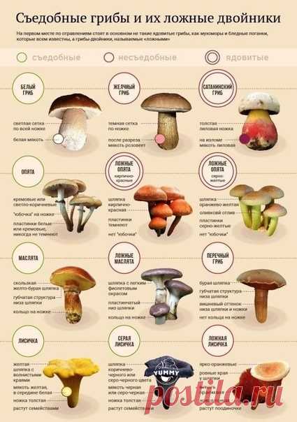 Кто любит тихую охоту они по лучше нас знают, так ли эти грибы ядовитые.