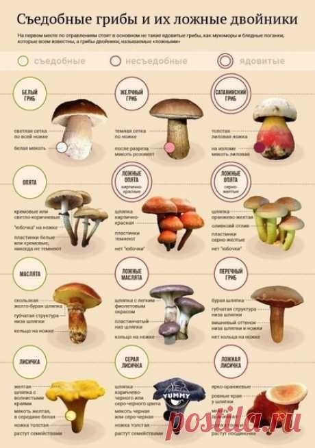 Кто любит тихую охоту они по лучше нас знают, так ли эти грибы ядовитые.