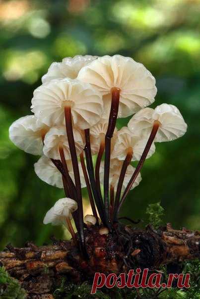 Женская природа

Есть такие женщины, рядом с котороми замираешь, просто любуешься, они как будро проявленные кадры на фотопленке, гармоничные, четкие, с мягким голосом который невозможно не услышать, с движениями в которых нет излишней стремительности. Прекрасные по своей сути. Наверно о таких можно сказать, что в них есть порода. Их, в полной мере раскрытая женская природа.