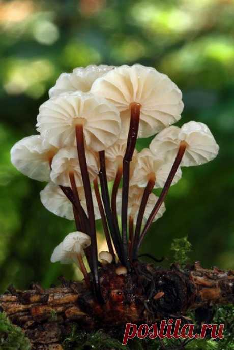 Женская природа

Есть такие женщины, рядом с котороми замираешь, просто любуешься, они как будро проявленные кадры на фотопленке, гармоничные, четкие, с мягким голосом который невозможно не услышать, с движениями в которых нет излишней стремительности. Прекрасные по своей сути. Наверно о таких можно сказать, что в них есть порода. Их, в полной мере раскрытая женская природа.