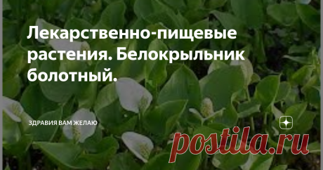 Лекарственно-пищевые растения. Белокрыльник болотный. Доброго Вам Здоровья, Дорогие мои друзья и Уважаемые подписчики моего канала! В этом блоге мы продолжаем рассматривать полезные свойства растений, которые мы считаем обычными фруктами, овощами и вообще некоторые из них относим к сорниковым видам. В этой части нашего блога, я хочу также рассказать о том, как мы можем употреблять в пищу те или иные растения. Вас впереди ждет еще много чего интересно