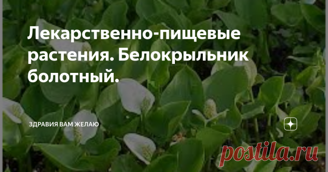 Лекарственно-пищевые растения. Белокрыльник болотный. Доброго Вам Здоровья, Дорогие мои друзья и Уважаемые подписчики моего канала! В этом блоге мы продолжаем рассматривать полезные свойства растений, которые мы считаем обычными фруктами, овощами и вообще некоторые из них относим к сорниковым видам. В этой части нашего блога, я хочу также рассказать о том, как мы можем употреблять в пищу те или иные растения. Вас впереди ждет еще много чего интересно