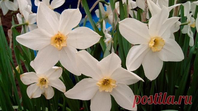 Обои весна на рабочий стол. Картинки обои весна-8