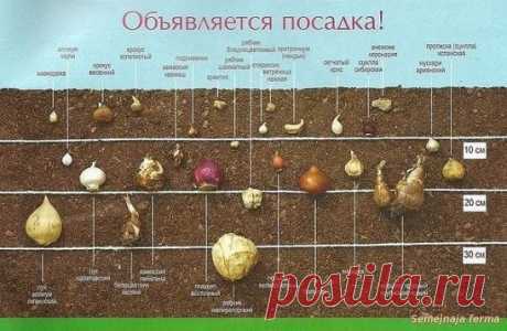 ОСЕННЯЯ ПОСАДКА ЛУКОВИЧНЫХ:
• Перед высадкой луковиц тюльпанов (сентябрь - октябрь) почву перекапывают на глубину штыка лопаты. 
• Гиацинты необходимо высаживать в богатую гумусом почву на защищенном от ветров месте. После посадки гиацинты полезно укрыть в несколько слоев сухими листьями. 
• Нарциссы прекрасно растут и цветут на открытых местах, но и под яблонями или грушами они чувствуют себя превосходно. 
• Крокусы лучше сажать вдали от других луковичных. Уделите им отдельное место на поля