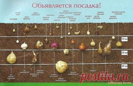 ОСЕННЯЯ ПОСАДКА ЛУКОВИЧНЫХ:
• Перед высадкой луковиц тюльпанов (сентябрь - октябрь) почву перекапывают на глубину штыка лопаты. 
• Гиацинты необходимо высаживать в богатую гумусом почву на защищенном от ветров месте. После посадки гиацинты полезно укрыть в несколько слоев сухими листьями. 
• Нарциссы прекрасно растут и цветут на открытых местах, но и под яблонями или грушами они чувствуют себя превосходно. 
• Крокусы лучше сажать вдали от других луковичных. Уделите им отдельное место на поля