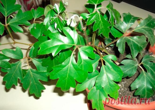 Циссус (Комнатный виноград)