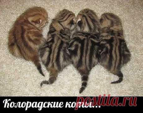 Мой Мир@Mail.Ru