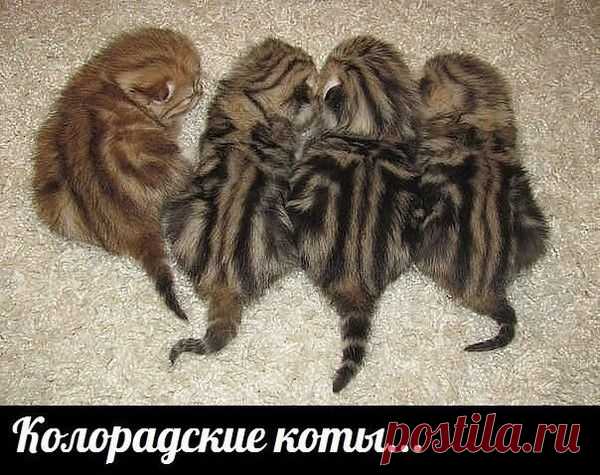 Мой Мир@Mail.Ru