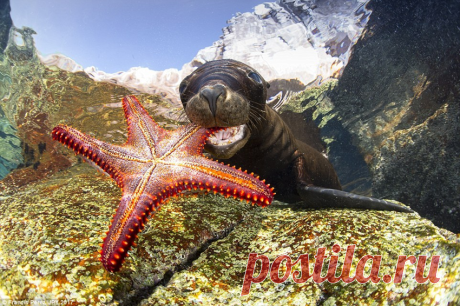 Снимки конкурса подводной фотографии