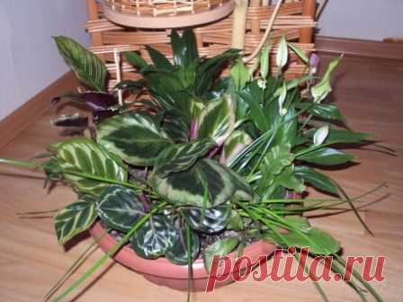 Микс в одном горшке - Все о комнатных растениях на flowersweb.info