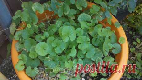 8 натуральных веществ, которые улучшают мозговую деятельность