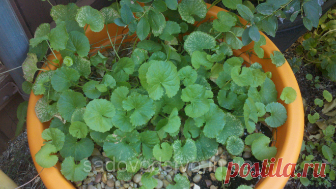 8 натуральных веществ, которые улучшают мозговую деятельность