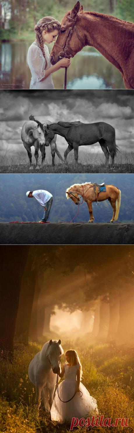 30 идеальных фотографий лошадей – грация, краса и сила